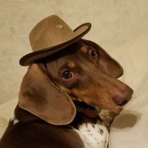 Meet your Posher, Heidi